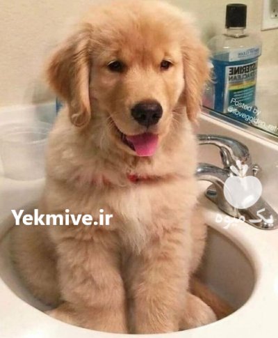 سگ باهوش گلدن قیمت در گروه سگ و گربه در یکمیوه -عکس1