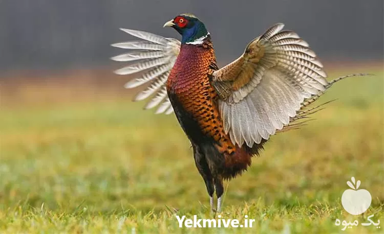 آموزش پرورش قرقاول جامع و کامل در گروه دوره آموزش کشاورزی در یکمیوه -عکس1