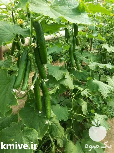 خرید بذر خیار گلخانه ای ریپلی در هرمز در گروه خرید و فروش بذر خیار در یکمیوه -عکس1