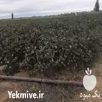 آغاز فروش پنبه خام دشت مغان در پارس آباد در گروه خرید و فروش گیاهان صنعتی در یکمیوه