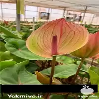 فروش عمده گل آنتوریوم در تهران در گروه خرید و فروش گیاهان زینتی در یکمیوه