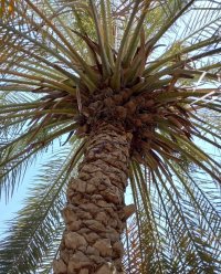 درخت نخل برهی در گروه خرید و فروش نهال خرما در یکمیوه