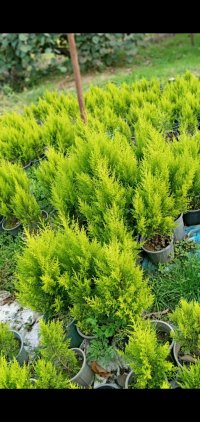 فروش کاج لاوسون در تنکابن در گروه خرید و فروش گیاهان زینتی در یکمیوه