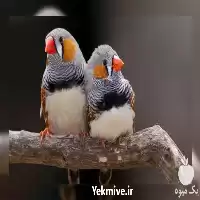 تا صد دوره آموزشی پرورش پرندگان در گروه دوره آموزش کشاورزی در یکمیوه