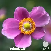 خرید و تهیه بذرگل شقایق در گروه خرید و فروش بذر گل در یکمیوه