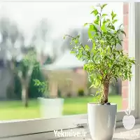 قیمت خرید عمده نهال در گروه خرید و فروش نهال در یکمیوه