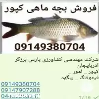 بچه ماهی گرمابی کپور در ارومیه در گروه خرید و فروش بچه ماهی در یکمیوه