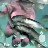 بچه ماهی کپور در ارومیه در گروه خرید و فروش ماهی کپور در یکمیوه