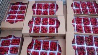 فروش توت فرنگی در البرز در گروه خرید و فروش توت فرنگی در یکمیوه