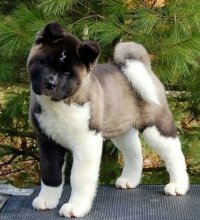 فروش سگ آکیتا آمریکایی در گروه سگ و گربه در یکمیوه