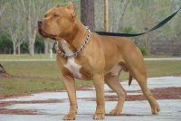 پیتبول در کرج در گروه سگ و گربه در یکمیوه