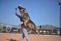 ژرمن سیبل فروش در کرج در گروه سگ و گربه در یکمیوه