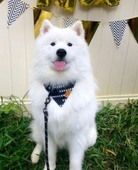 سگ سامویید در کرج در گروه سگ و گربه در یکمیوه