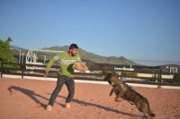 سگ ژرمن سیبل فروش در کرج در گروه سگ و گربه در یکمیوه