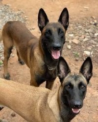 سگ مالینویز در گروه سگ و گربه در یکمیوه