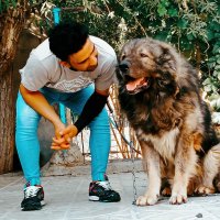 سگ قفقازی در گروه سگ و گربه در یکمیوه