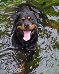 رتوایلر در کرج در گروه سگ و گربه در یکمیوه