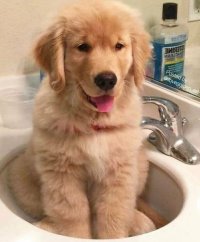 سگ باهوش گلدن قیمت در گروه سگ و گربه در یکمیوه