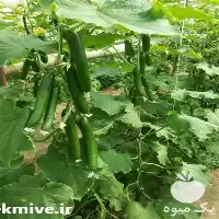 خرید بذر خیار گلخانه ای ریپلی در هرمز در گروه خرید و فروش بذر خیار در یکمیوه
