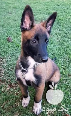 قیمت خرید سگ مالینویز اصیل در تهران در گروه سگ و گربه در یکمیوه -عکس1