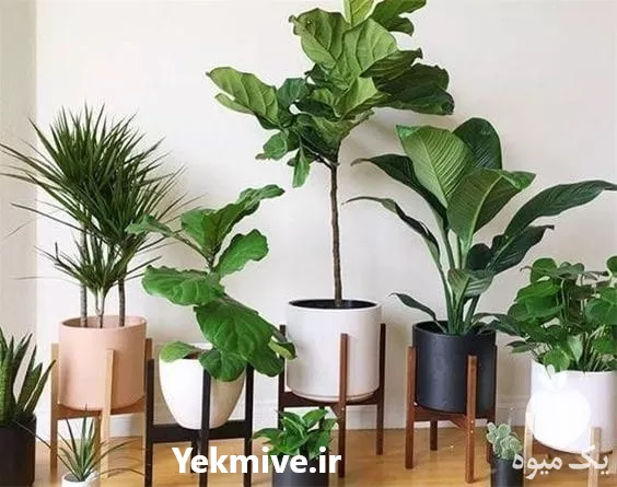 دوره کامل پرورش گیاهان آپارتمانی در تهران در گروه دوره آموزش کشاورزی در یکمیوه -عکس1