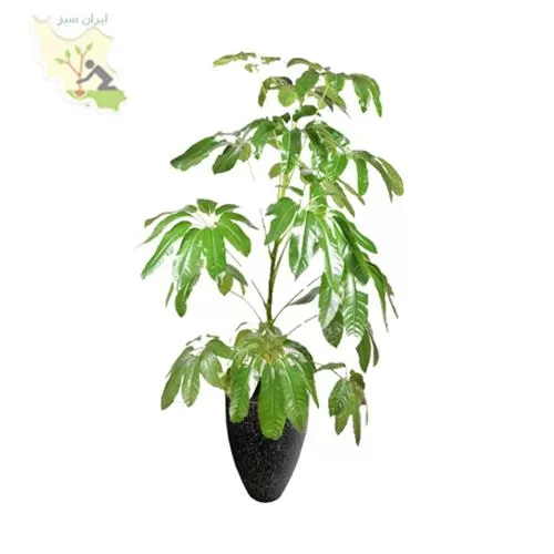 قیمت خرید شفلرا امیت لوکس L 18 در گروه خرید و فروش گیاهان زینتی در یکمیوه -عکس1