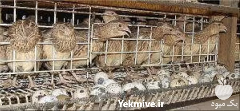 کارگاه آموزشی پرورش بلدرچین در تهران در گروه دوره آموزش کشاورزی در یکمیوه -عکس1