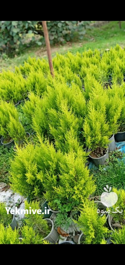 فروش کاج لاوسون در تنکابن در گروه خرید و فروش گیاهان زینتی در یکمیوه -عکس1