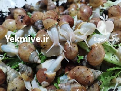 حلزون آلبینو در ورامین در گروه انواع محصولات شیلات در یکمیوه -عکس1