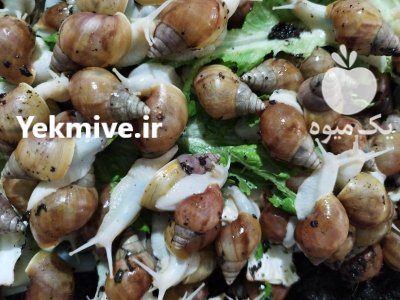 حلزون آلبینو در ورامین در گروه انواع محصولات شیلات در یکمیوه -عکس2
