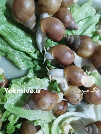 حلزون آلبینو در ورامین در گروه انواع محصولات شیلات در یکمیوه -عکس3
