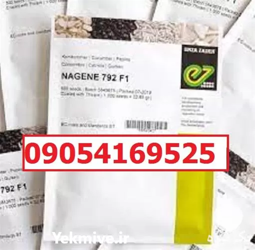 بذر خیار ناگین پرفروش اصل در گروه خرید و فروش بذر خیار در یکمیوه -عکس1