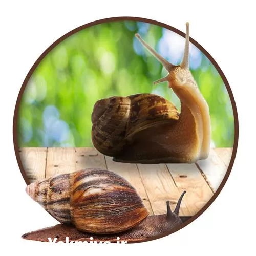 آموزش گام به گام پرورش حلزون در تهران در گروه دوره آموزش کشاورزی در یکمیوه -عکس1