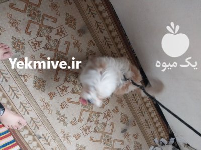 سگ شیتزو ماده در گروه سگ و گربه در یکمیوه -عکس1