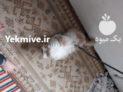سگ شیتزو ماده در گروه سگ و گربه در یکمیوه -عکس2