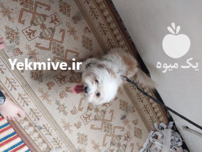 سگ شیتزو ماده در گروه سگ و گربه در یکمیوه -عکس3