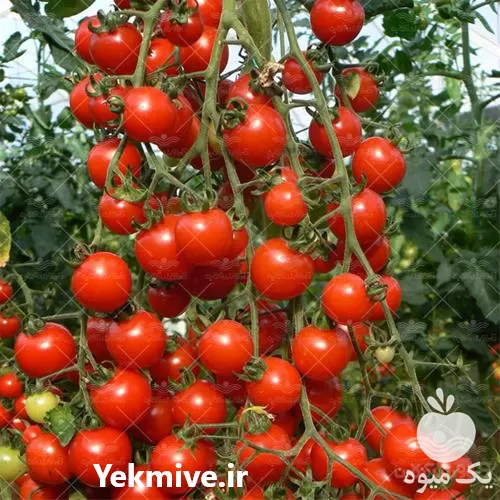 قیمت خرید بذر گوجه فارگایا در آذربایجان شرقی در گروه خرید و فروش بذر گوجه در یکمیوه -عکس1
