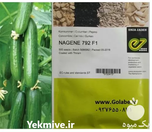 فروش بذر خیار گلخانه ای ناگین در یزد در گروه خرید و فروش بذر خیار در یکمیوه -عکس1