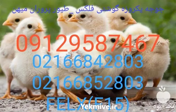 خرید جوجه یک روزه با قیمت در تهران در گروه مرغ و خروس و بوقلمون و اردک قو قاز در یکمیوه -عکس1