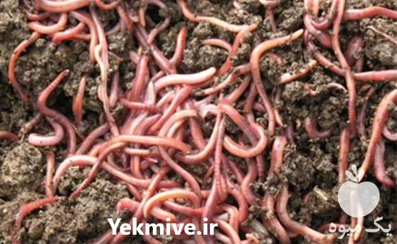 قیمت خرید ورمی کمپوست در تهران در گروه خرید و فروش کود کمپوست در یکمیوه -عکس1