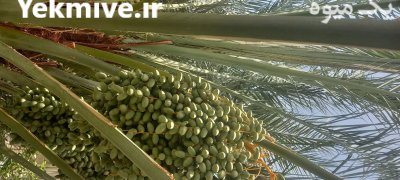 فروش خرما زاهدی و خرما مجول در گروه خرید و فروش خرما در یکمیوه -عکس5