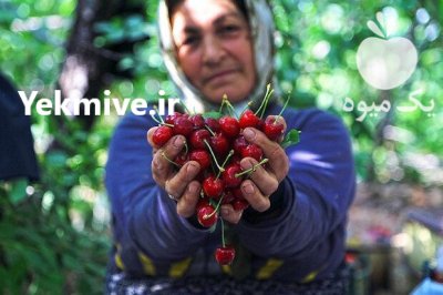 گيلاس تک دانه درشت طارم در زنجان در گروه خرید و فروش گیلاس در یکمیوه -عکس1