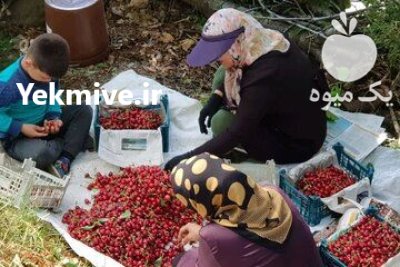 گيلاس تک دانه درشت طارم در زنجان در گروه خرید و فروش گیلاس در یکمیوه -عکس2