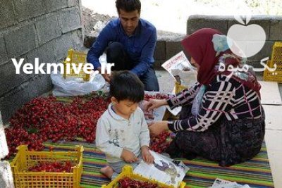 گيلاس تک دانه درشت طارم در زنجان در گروه خرید و فروش گیلاس در یکمیوه -عکس3