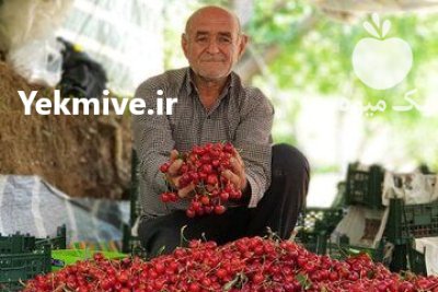 گيلاس تک دانه درشت طارم در زنجان در گروه خرید و فروش گیلاس در یکمیوه -عکس4