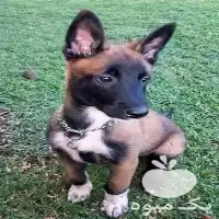 قیمت خرید سگ مالینویز اصیل در تهران در گروه سگ و گربه در یکمیوه