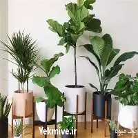 دوره کامل پرورش گیاهان آپارتمانی در تهران در گروه دوره آموزش کشاورزی در یکمیوه