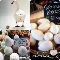 قیمت خرید تخم غاز نطفه دار در گروه انواع تخم ها در یکمیوه