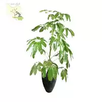 قیمت خرید شفلرا امیت لوکس L 18 در گروه خرید و فروش گیاهان زینتی در یکمیوه