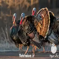 فروش آموزش کامل پرورش بوقلمون در گروه دوره آموزش کشاورزی در یکمیوه